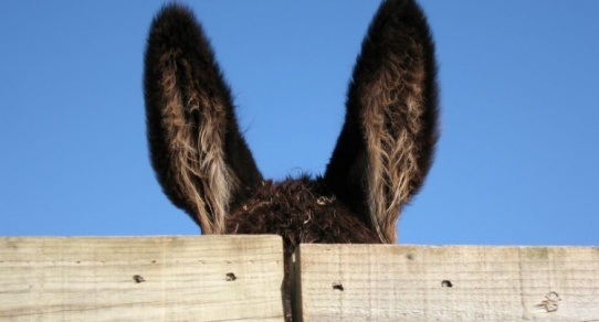 burro